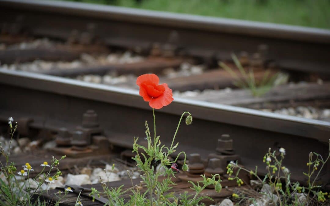 LA PRESENCIA, VITAL EN EL PROCESO DE FINAL DE VIDA, MUERTE Y DUELO